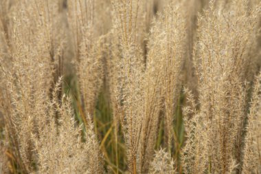 Dekoratif Pampas çim dikenleri kapanıyor. Kalın süs arkaplanının kabarcıkları. 