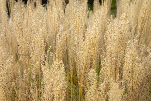 Doradas Plumas Exuberantes Mullidas Hierba Decorativa Espiguillas Cerca Pampa Fondo — Foto de Stock