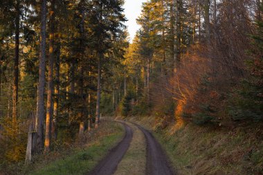 Ormanın içindeki yol. Güzel manzaralı, altın ışıklı romantik manzara. Vahşi ormanda patikada ağaçlar. Sonbahar. Schwarzwald, Kara Orman. Almanya.