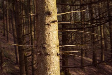 Ağaç gövdesine yakın, ormanın arka planında manzaralı ışık var. Görünür ağaç kabuğu. Güzel, sihirli bir odun. Kara Orman, Schwarzwald, Almanya.