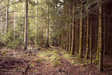 Romantik vahşi orman. Çam ormanının güzel manzarası. Ağaç gövdeleri, patika. Schwarzwald, Almanya. Kara Orman. 