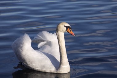 Beyaz görkemli kuğu dalgalı suda yüzüyor. Suyun ortasında dilsiz Swan. Islak kafaya damlıyor. Yumuşak arkaplan.