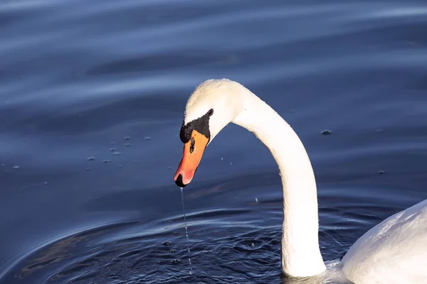 Swan in blue water close up of head. Droplets of water on head, water runs down the beak. Smooth dark background.