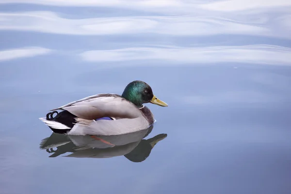 Male duck floating in the calm water.  Beautiful silhouette of Mallard Duck at the Lake reflecting in dark water. Profile male resting in lake. Animals and Wildlife.