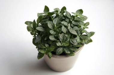 Ev bitkisi: saksıda fittonia albivenis (sinir bitkisi). Parlak düz arkaplan. 