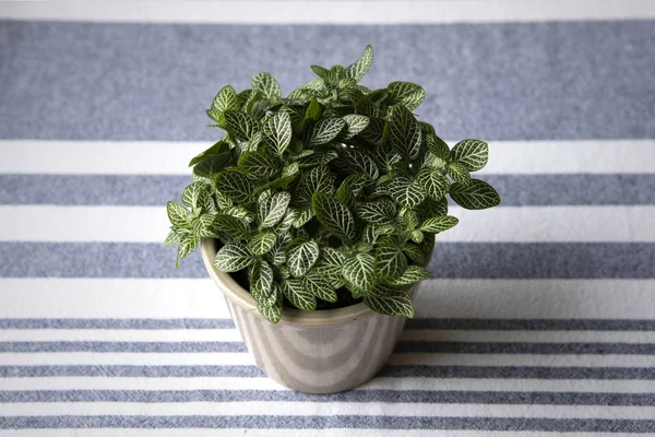 Pequena Planta Casa Verde Com Folhagem Exuberante Toalha Mesa Com — Fotografia de Stock