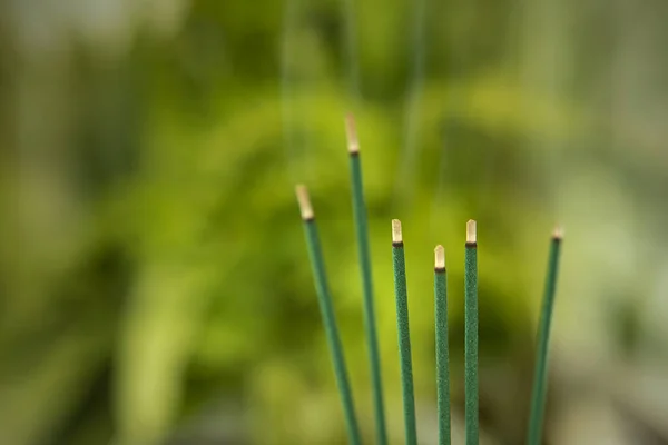 Primer Plano Quema Palos Joss Verde Fuera Foco Fondo Con — Foto de Stock