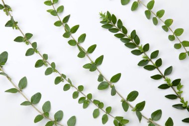 Beyaz arka planda Buxus dalları. Boxwood Grean bitki örtüsü düzlüğü. Bahar, çiçek arkaplanı. 