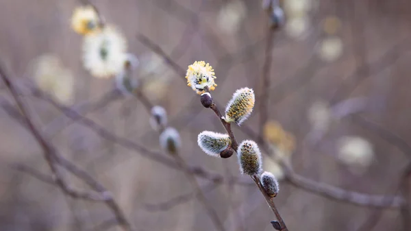 Willow Catkin Kora Tavasszal Fénymásolási Hely — Stock Fotó