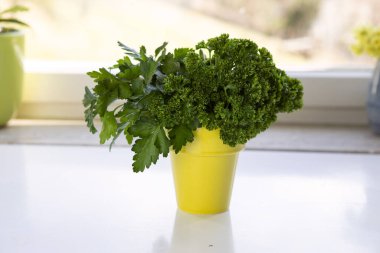 Bir demet taze maydanoz sarı seramik kapta mutfak masasının üzerinde duruyor. Taze bitkiler, maydanoz yaprakları, sağlıklı bir yaşam tarzı..