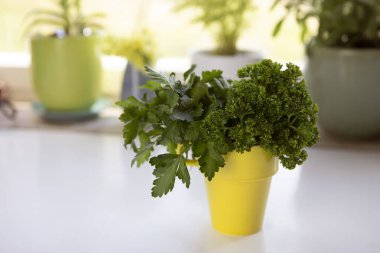 Mutfaktaki sarı vazoda yeşil maydanoz. Seramik kapta taze otlar, maydanoz yaprakları..