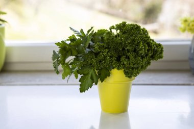 Sarı seramik tencerede bir demet taze maydanoz mutfak içinde beyaz bir masanın üzerinde duruyor. Bir demet taze ot. Yeşil maydanoz yaprakları. Sağlıklı yemek..