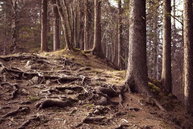 Almanya 'nın Schwarzwald kentindeki eski bir kozalaklı ormanda birbirine dolanmış kökler ve ağaç gövdeleri. Karanlık ormanlık, uğursuz orman.