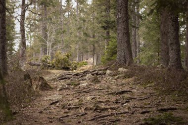 Ormanın içindeki dağ yolu. Güzel manzara, romantik manzara. Ağaçların ve taşların kökleri vahşi ormanda yol üzerinde. Schwarzwald, Kara Orman. Almanya.