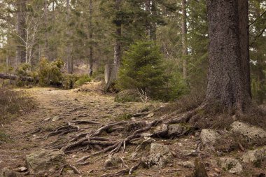  Ormanın içindeki dağ yolu. Görünür kökleri olan ağaç gövdesi. Güzel manzara, romantik manzara. Ağaçların ve taşların kökleri vahşi ormanda yol üzerinde. Schwarzwald, Kara Orman. Almanya.