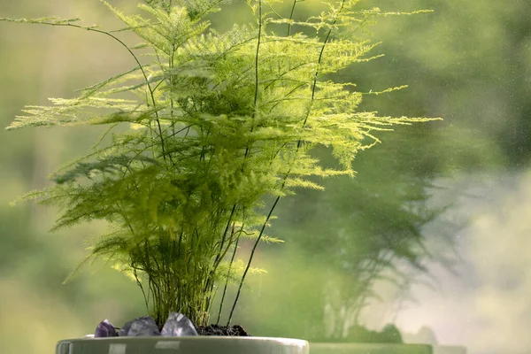 Aspargus Setaceus Kuşkonmaz Otu Yakın Planda Yeşil Bitkisi Pencere Kenarındaki — Stok fotoğraf