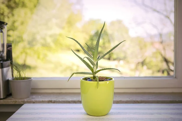 Aloe Vera Rostlina Květináči Kuchyňském Stole Okna Interiér Domečkem Zeleném — Stock fotografie