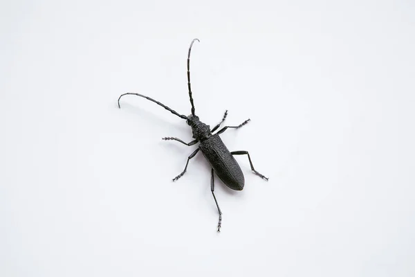 Longhorn Beetle White Background Macro Photography Black Insect Long Antennae — Stock Photo, Image