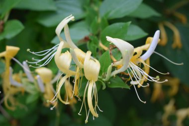 güzel beyaz ve sarı çiçekler