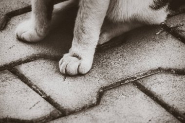 Kaldırımdaki kedi patilerinin yakınlaşması.