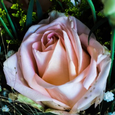 Pembe bir gülün yakın görüntüsü