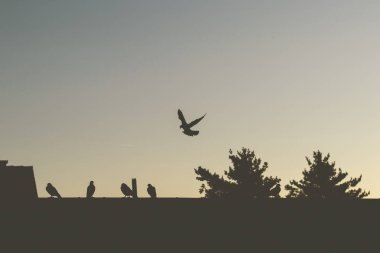 Uçan güvercin gün batımında diğer güvercinlerin yakınındaki bir çatıya inmeye çalışıyor.