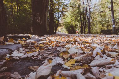 Ormandaki sonbahar yapraklarının yakın görüntüsü