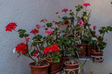 Vazolarda kırmızı, pembe ve beyaz çiçeklerin yakın çekimi