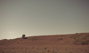 Tepedeki yalnız ağaç