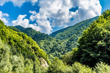 Üstünde kabarık bulutlar olan güneşli dağ ormanı