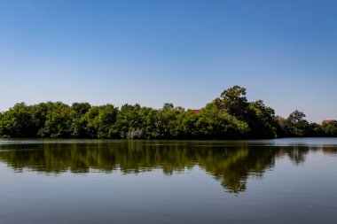 Orman, arka planda evleri olan bir nehrin yüzeyine yansıyor.