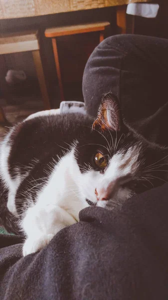 Closeup Black White Cat Sitting Lap Person — Stock Photo, Image