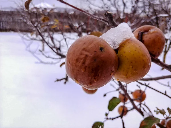 Closeup Apples Ice Them Winter — Stock Photo, Image