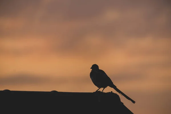 Bird Standing Roof Sunrise — Stock Photo, Image