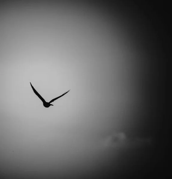 澄んだ空に日の出に飛ぶ鳥の黒と白の構成 — ストック写真