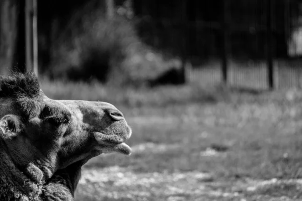 Černobílé Složení Detailního Záběru Velbloudí Tváře Zavřenýma Očima — Stock fotografie