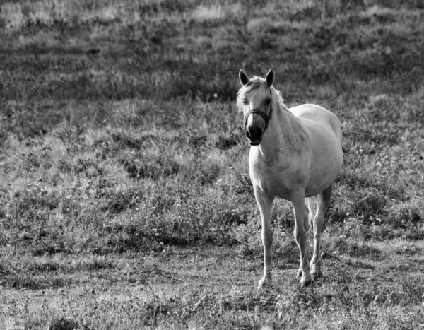 站在草地上的白马的黑白组成 — 图库照片