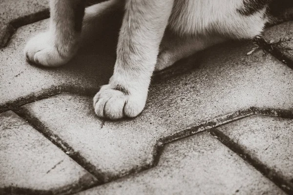 Κλείσιμο Των Πατουσών Γάτας Στο Πεζοδρόμιο — Φωτογραφία Αρχείου