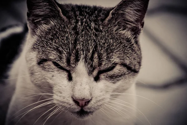 Primo Piano Gatto Che Tiene Gli Occhi Chiusi — Foto Stock