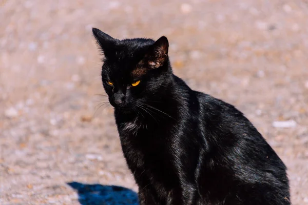 Чорний Кіт Відпочиває Сонячний День — стокове фото