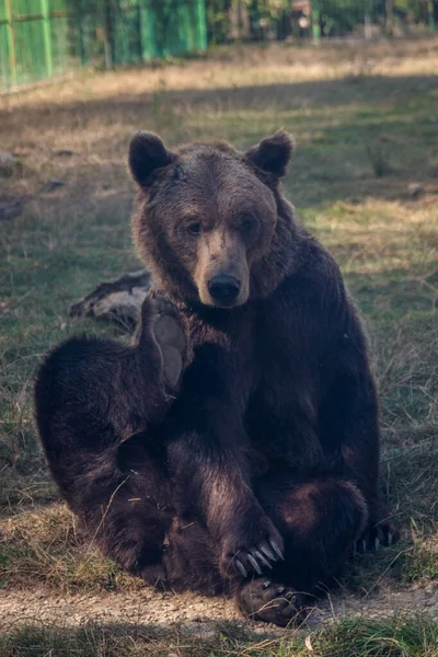 Brązowy Niedźwiedź Drapie Wygląda Zdenerwowanego — Zdjęcie stockowe