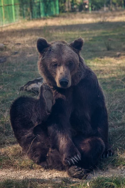 Urso Marrom Coçar Olhar Chateado — Fotografia de Stock