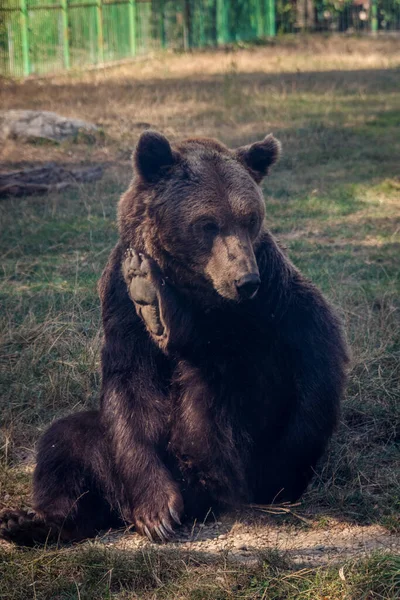 Medvěd Hnědý Škrábe Vypadá Rozrušeně — Stock fotografie