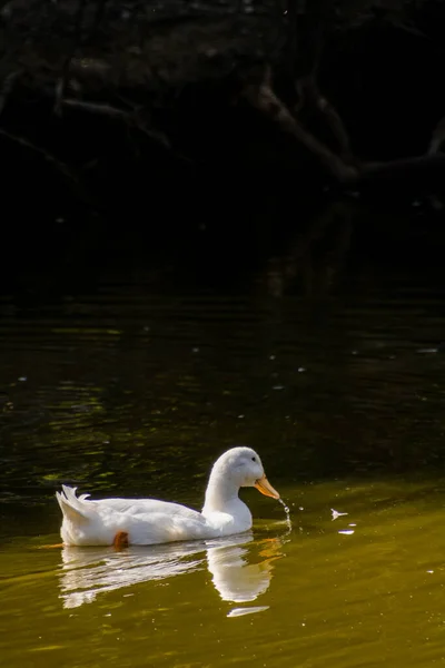 White duck floating on a calm lake