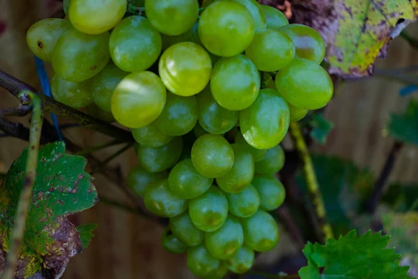 Fechar Raios Sol Batendo Agradável Grandes Uvas Brancas Folhas Vinha — Fotografia de Stock