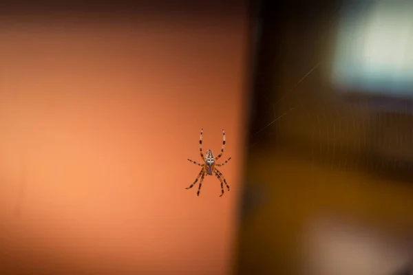Detailní Záběr Vosího Pavouka Pavučině Uvnitř Domu — Stock fotografie