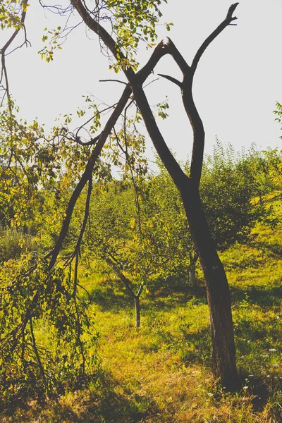 Vintage view of a tall tree with a broken branch with small tree garden in the background