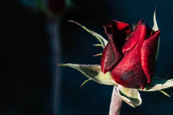 Zbliżenie Czerwonej Róży Przed Kwitnieniem — Zdjęcie stockowe