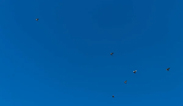 Pájaros Volando Claro Día Cielo Azul — Foto de Stock