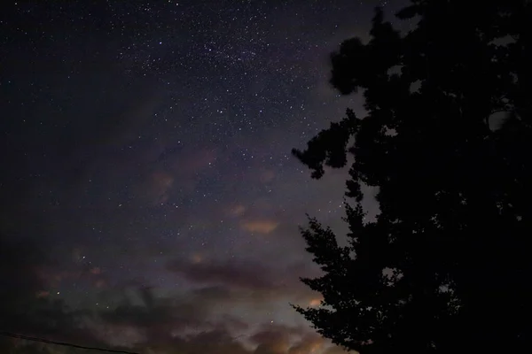 Sternenhimmel Über Einem Baum — Stockfoto